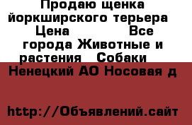 Продаю щенка йоркширского терьера  › Цена ­ 20 000 - Все города Животные и растения » Собаки   . Ненецкий АО,Носовая д.